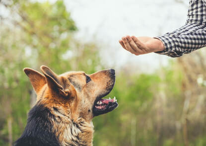 Obedience Training in Montgomery and Chester County PA
